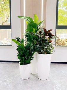 专业的鄞州植物租摆,为空间注入生机与自然之美!